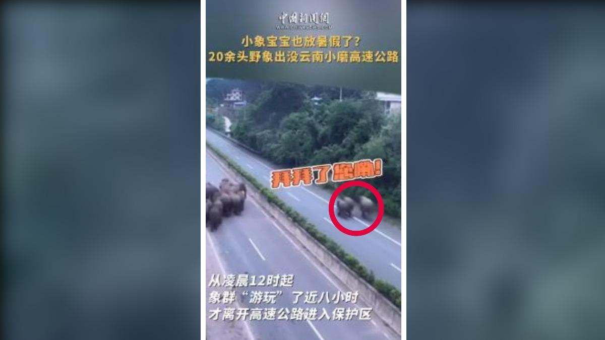 「三隻小象」疑似嫌棄前面對列龜速走路,一隻象寶寶直接帶頭另闢蹊徑,闖入對向車道,超越前列。(圖/擷取自中國新聞網)