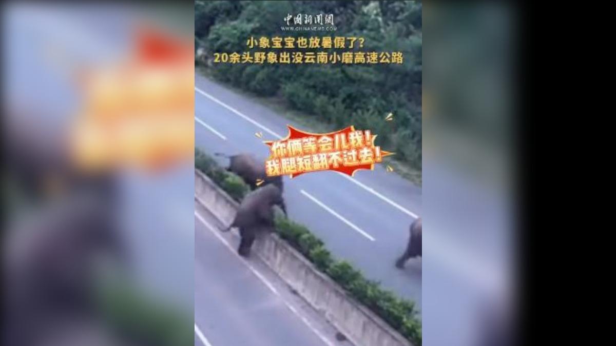 後面跟上的一隻象寶寶還兩度因腿太短,爬不上護欄,險些被前面帶頭的丟下。(圖/擷取自中國新聞網)