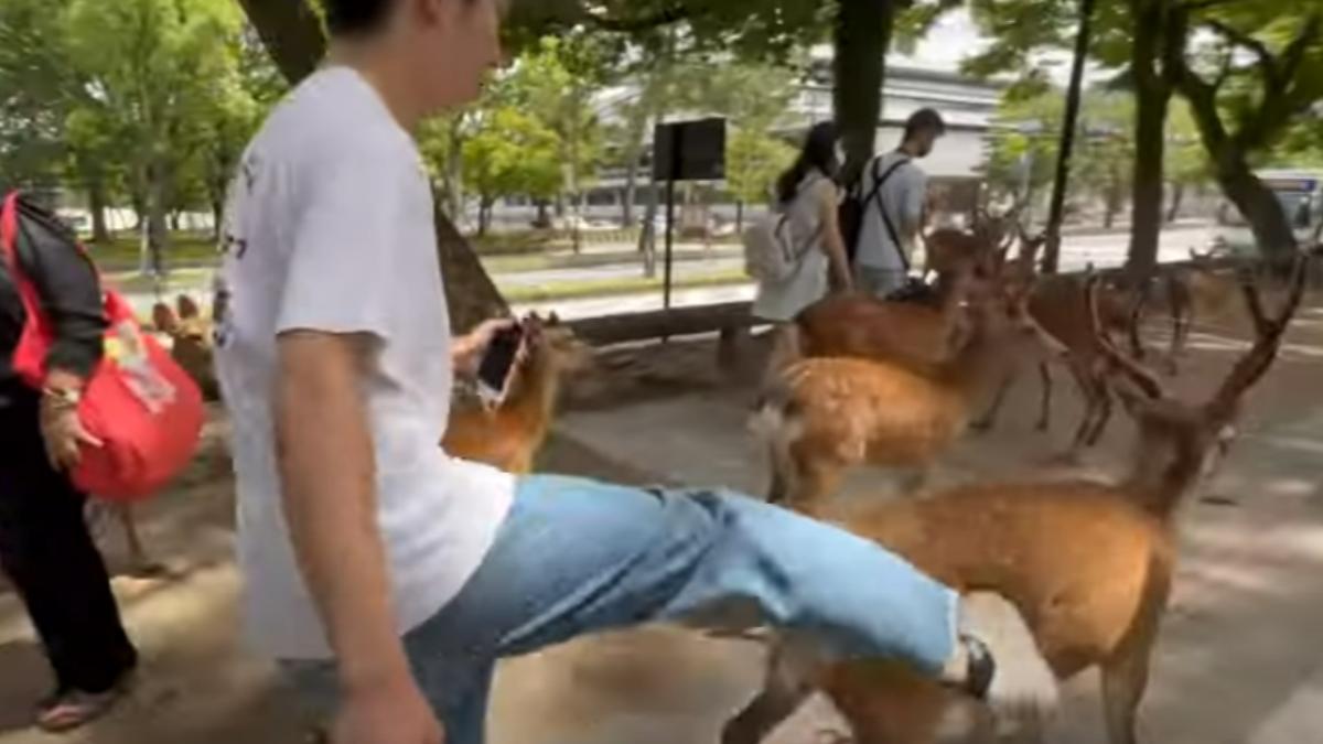 傳陸客奈良公園「猛踹鹿還賞巴掌」　日網怒了：快逮捕他