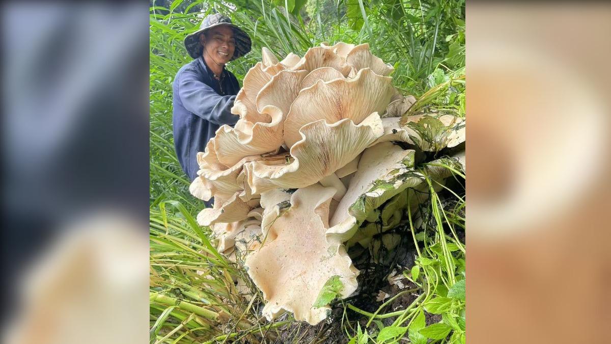 陸驚現90公分高50KG巨型蘑菇!菌傘人臉2倍大 網:一頓吃不完