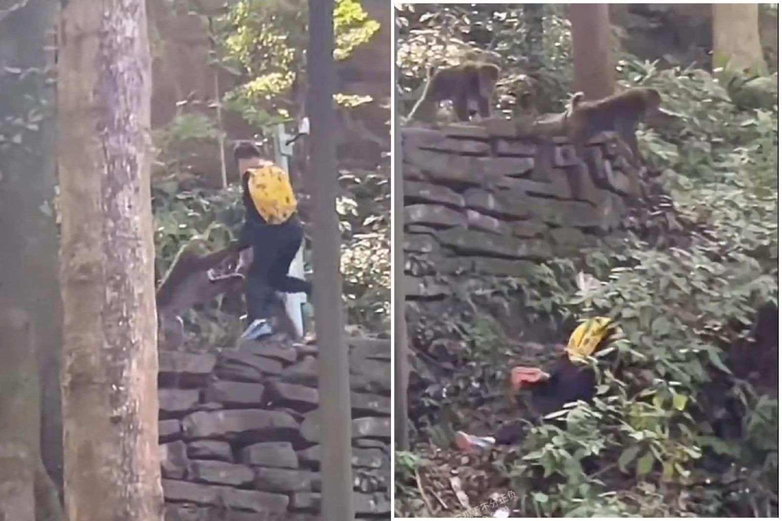 峨嵋山猴子不講武德!集體搶食撲倒 男童墜崖重摔太驚悚