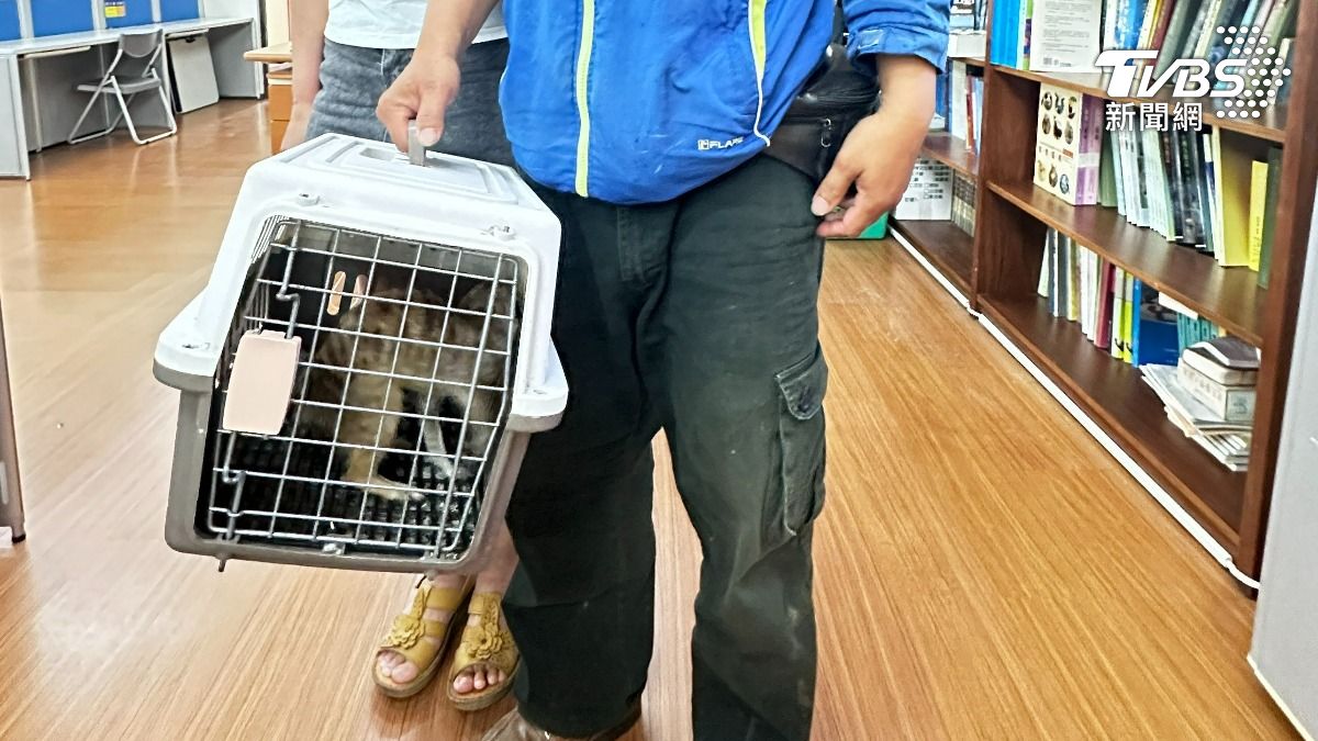 來自南投的民眾成為狐獴的新主人。（圖／苗栗縣動物保護防疫所）
