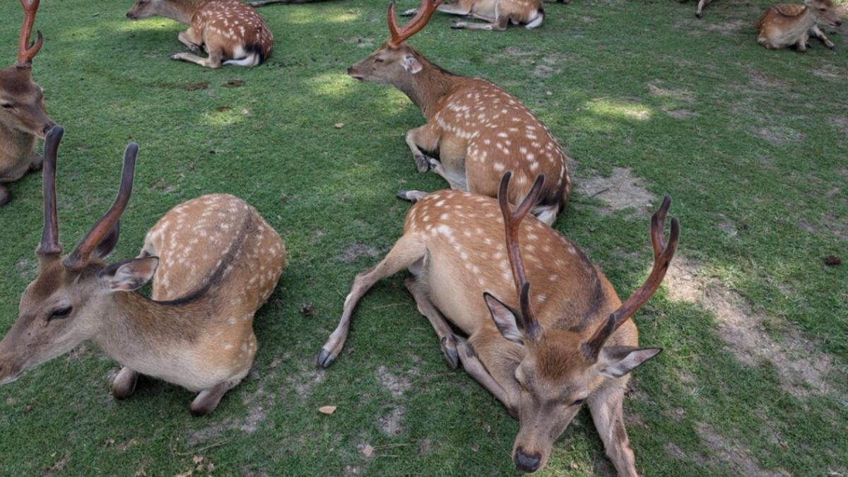 遊客變多狂餵仙貝!奈良增92隻鹿寶寶 CNN:繁殖活躍爆嬰兒潮