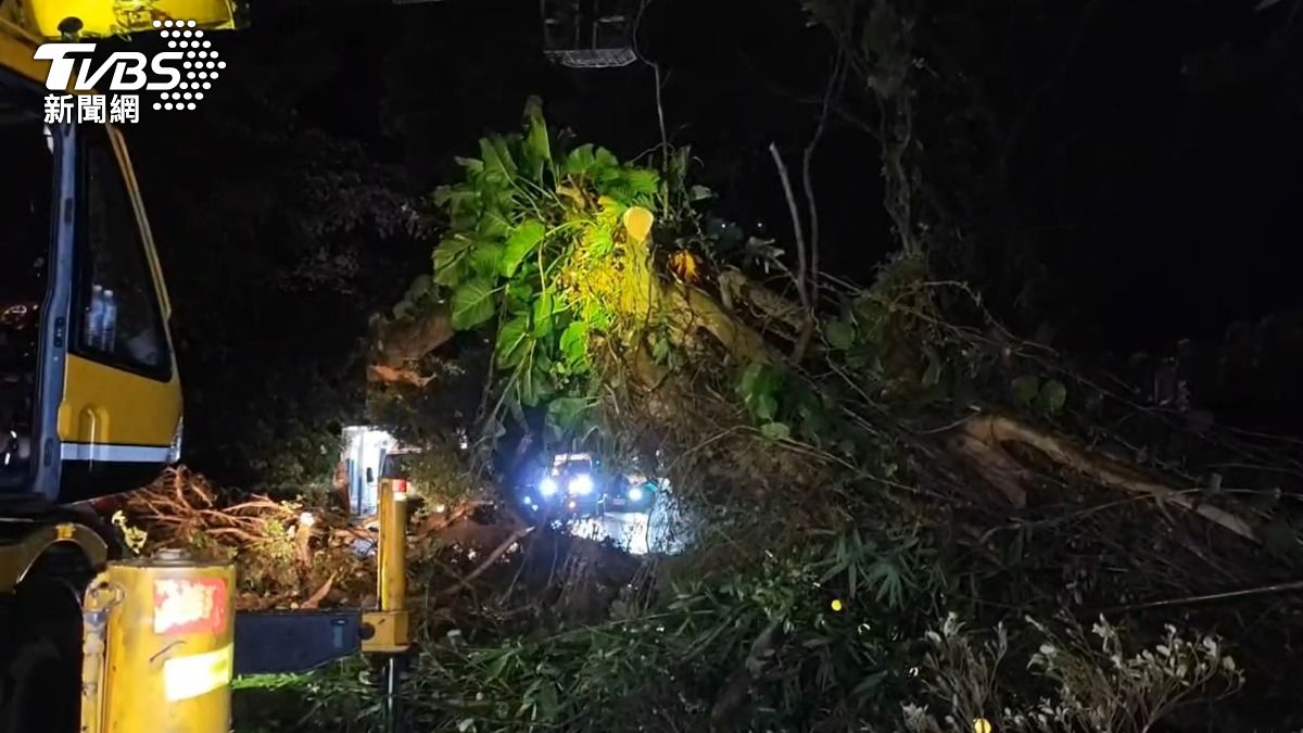 凱米颱風/陽明山超巨大路樹倒塌砸斷路燈 仰德大道一度中斷