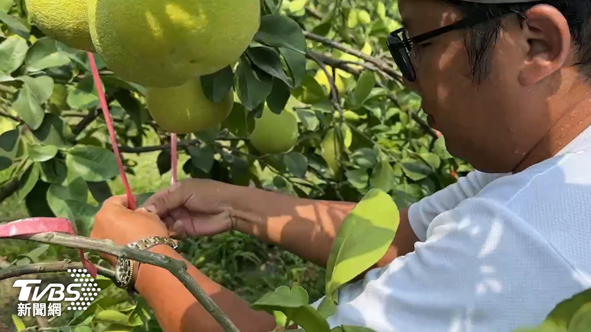 凱米颱風/風雨來前急幫柚子加固 柚農:顧好一顆等於一個便當