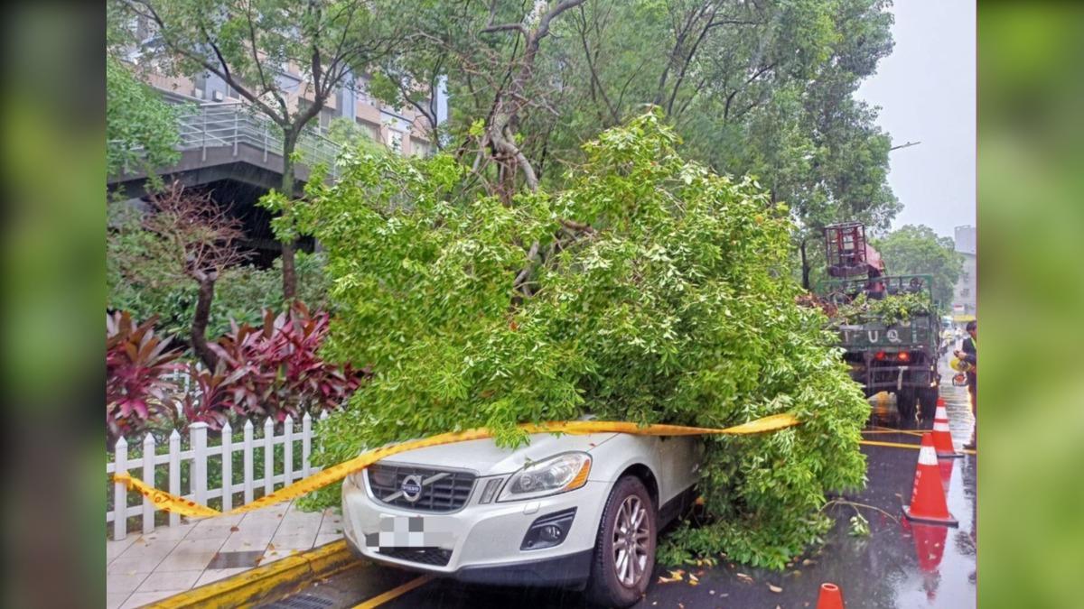 凱米颱風來襲!中和路樹傾倒砸車 區公所清理中