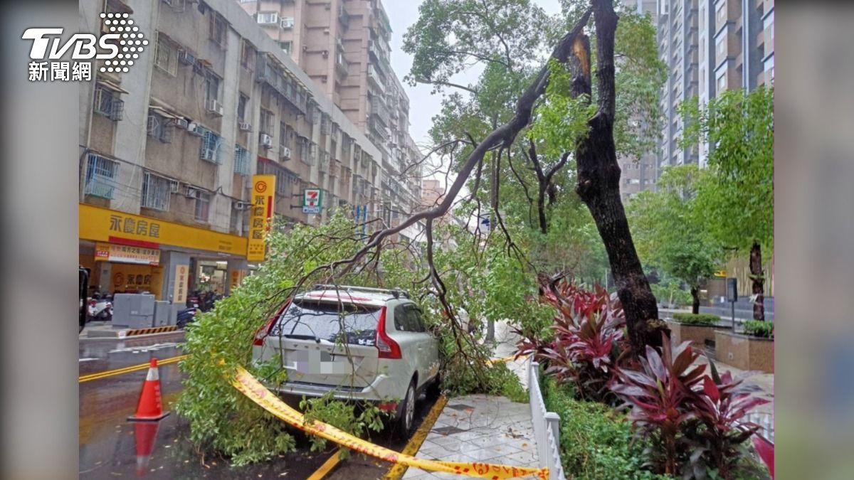中和路樹今早傾倒砸中路邊停放的汽車。（圖／TVBS）