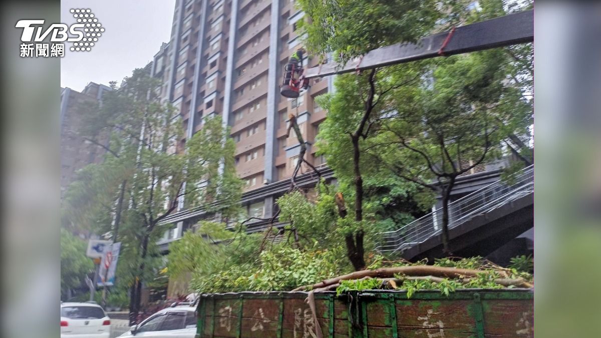 路樹清理中。（圖／TVBS）