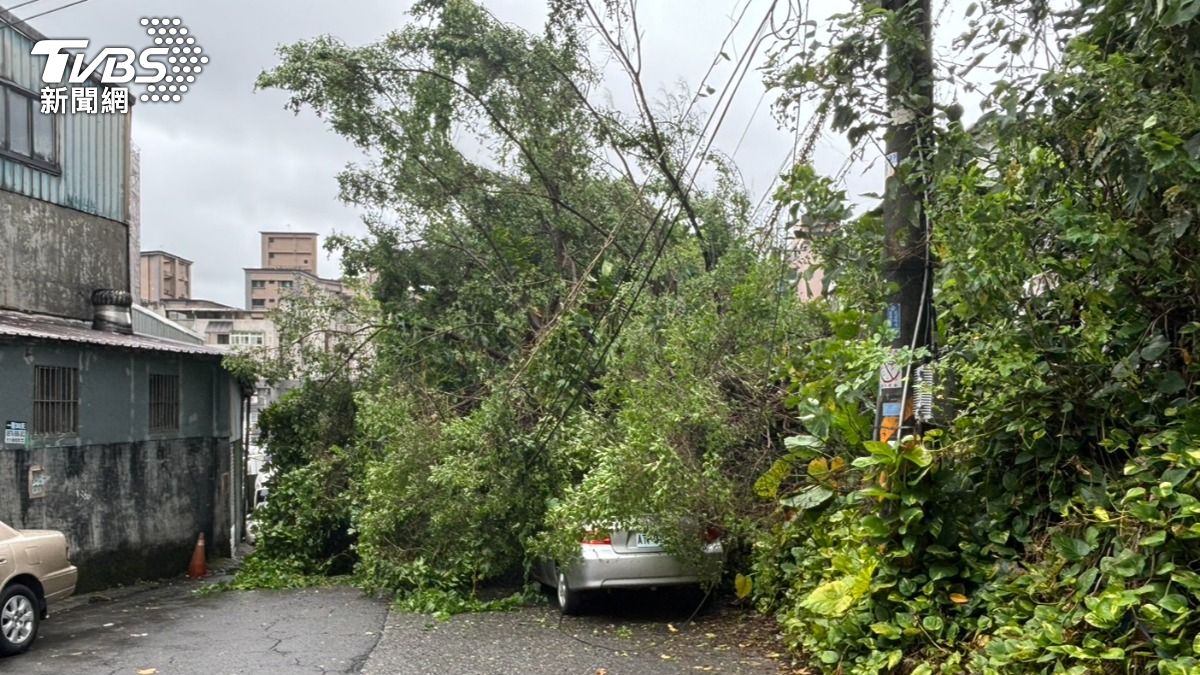 凱米颱風/狂風暴雨釀災!基隆多處路樹倒塌 居民受困喊救援