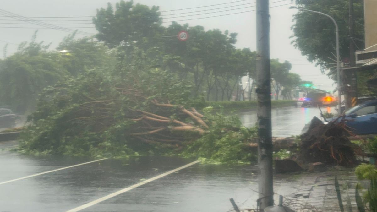 山區建國路一段67巷口路樹倒塌。(圖/民眾提供)