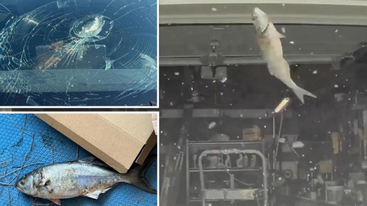 天降大魚!美夫妻特斯拉「擋風玻璃被魚碎碎」 罪魁禍首曝光