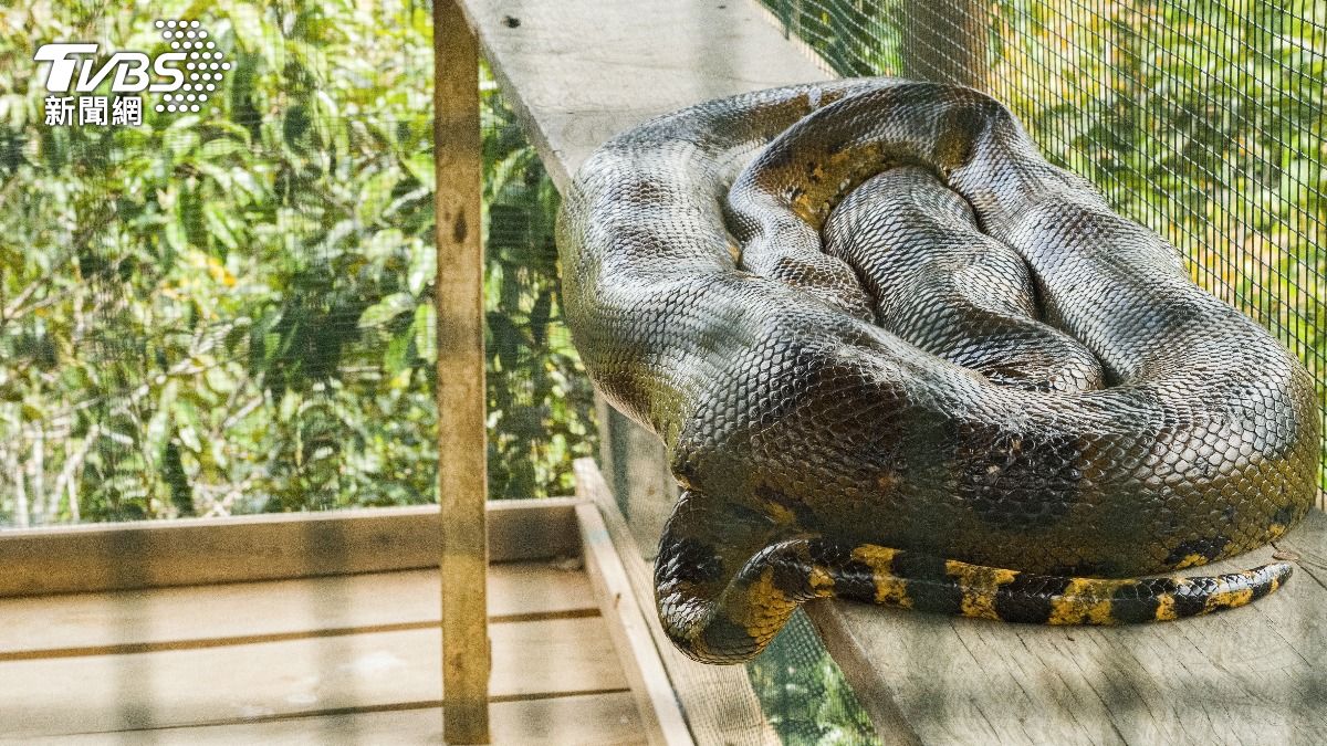 動物園認「3m巨蟒脫逃」!縮骨秒越獄 陸員工:已緊急封鎖