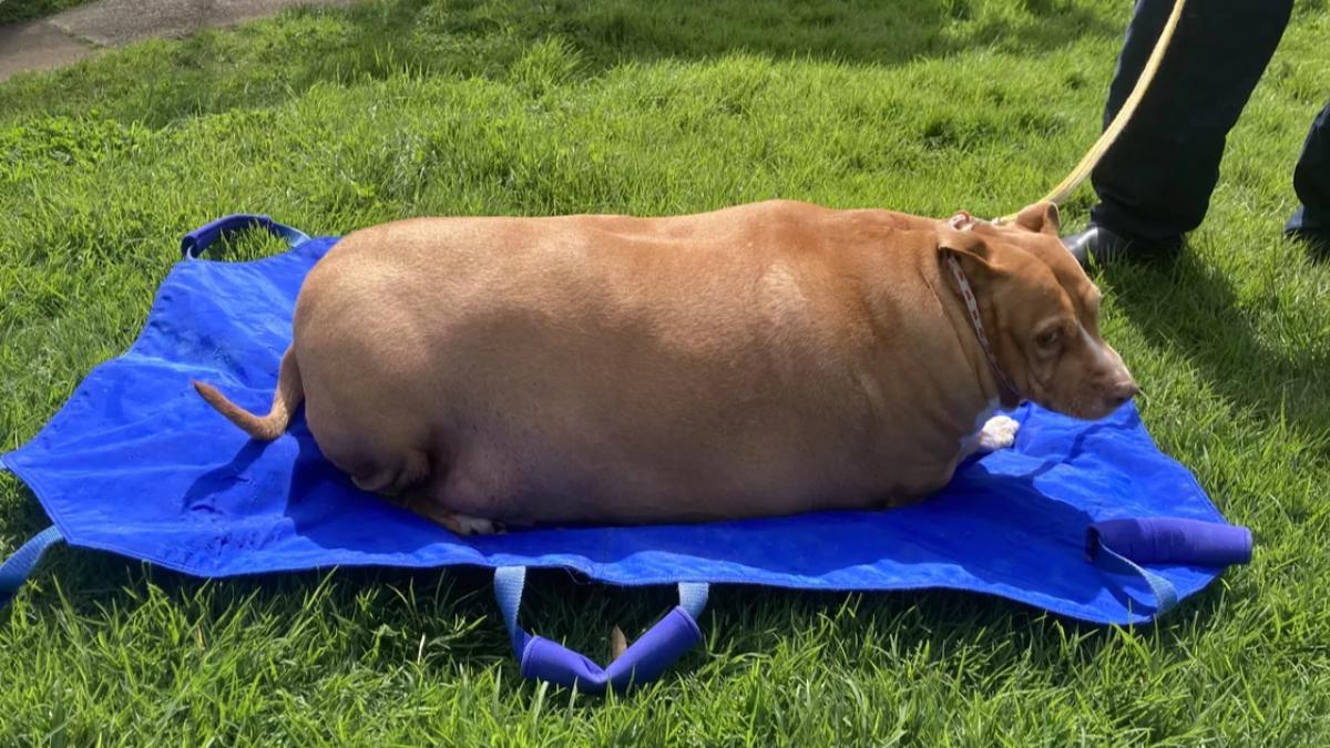 毛小孩遭瘋狂餵食「胖死」 女飼主判2月監禁