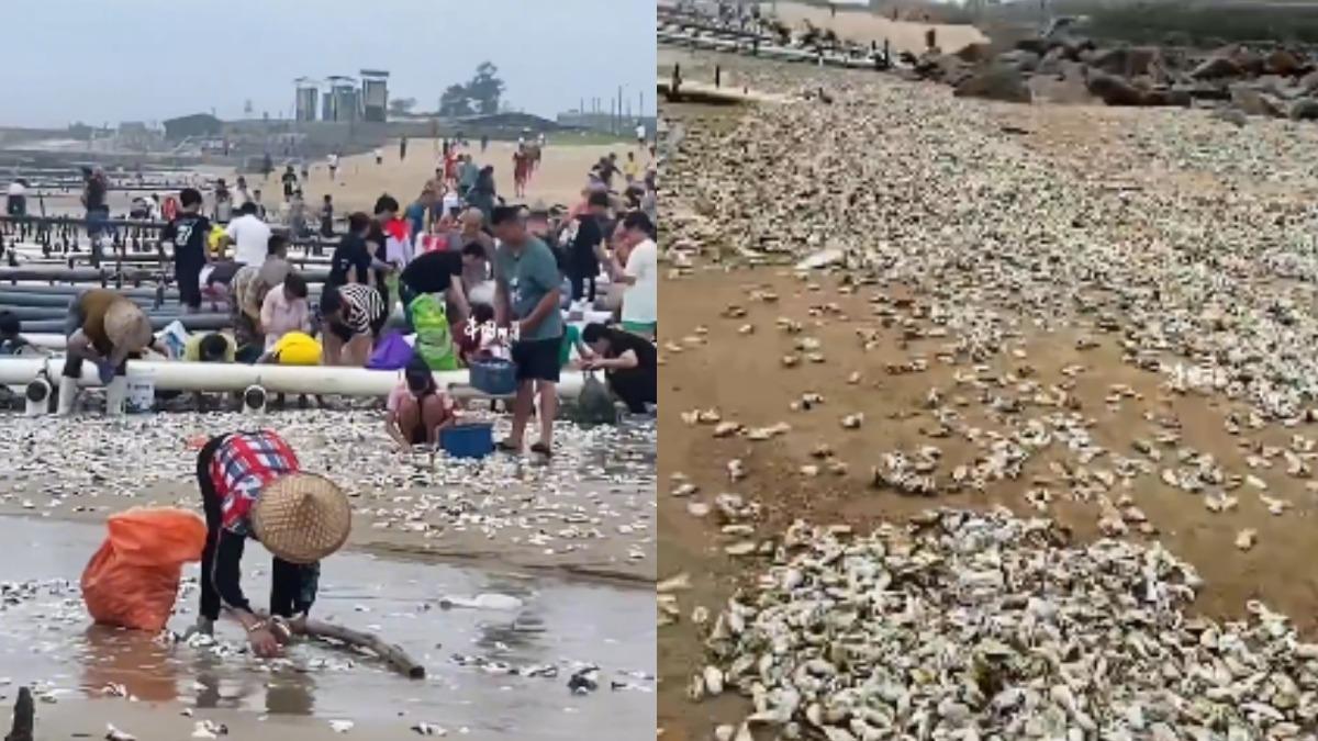 凱米颱風過後海邊「滿地生蠔」 福州民眾冒命帶水桶狂撈