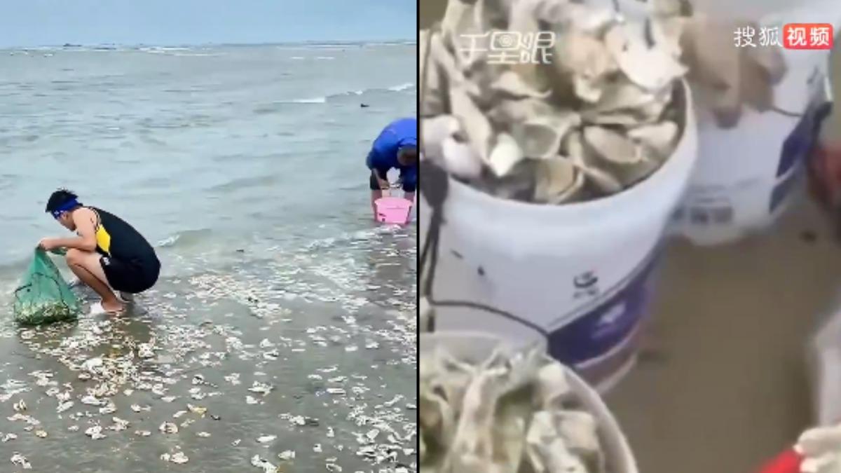 福建當地民眾狂掃海灘上的生蠔。(圖/翻攝自微博搜狐千里眼)