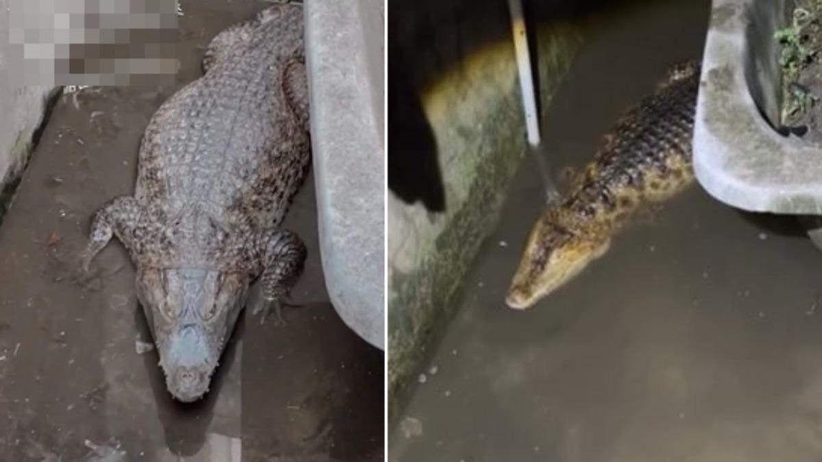 嘉義淹大水!路上驚現「2公尺鱷魚」逃竄 飼主急:我家游出去了