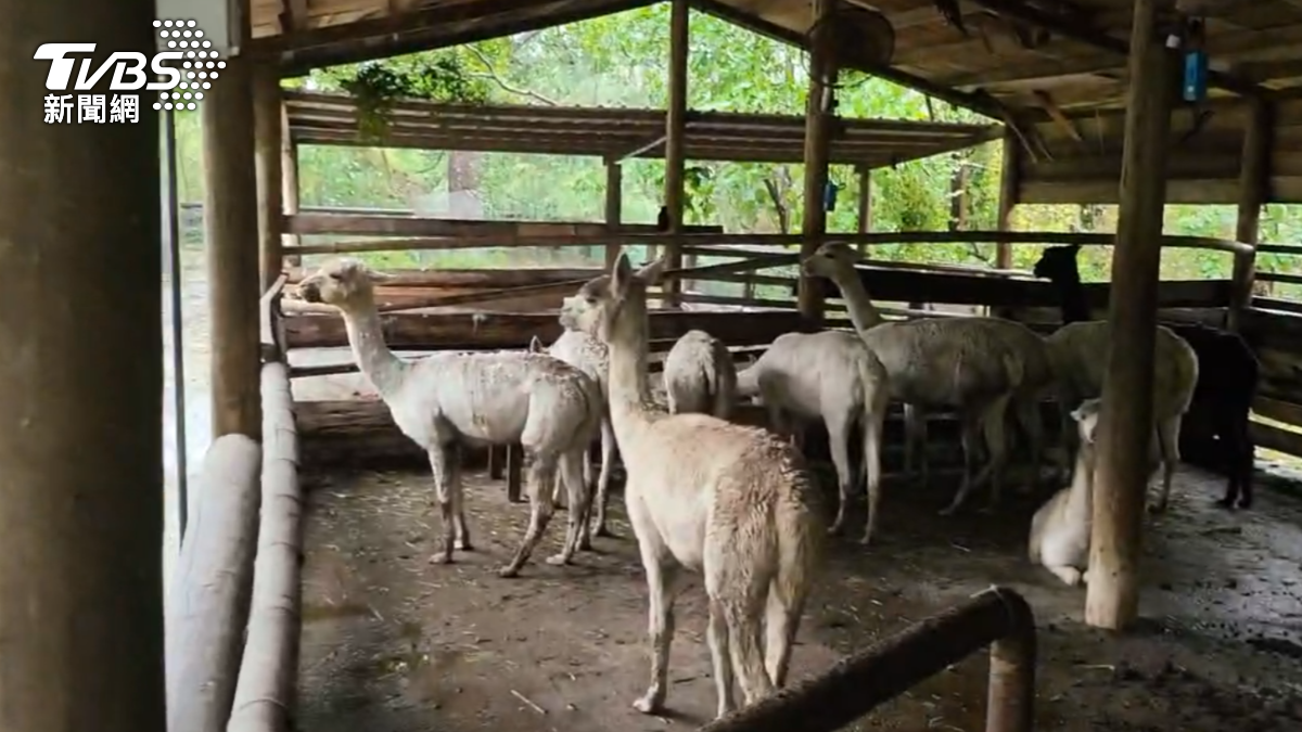 園方表示,為了確保遊客安全與遊園品質,園區在受凱米颱風影響連續休園三日後,決定再休園兩日。(圖/TVBS)