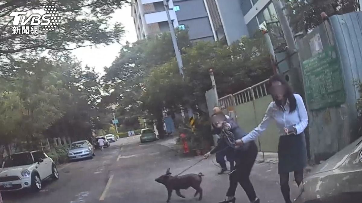 黑豬闖中壢街頭!3黑絲OL提掃把追「逃犯」 英勇畫面曝