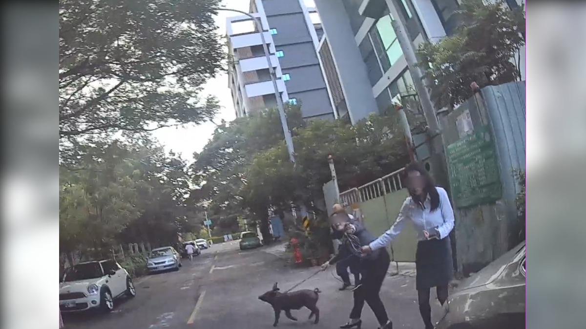 桃園黑豬亂竄　黑絲襪OL手抓黑豬花容失色