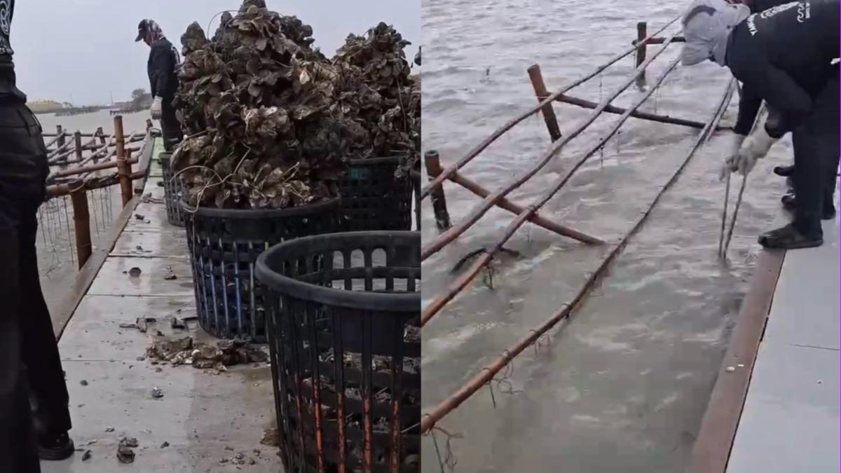 颱風走了蚵農卻哭了!牡蠣遭大浪沖走全變死殼 損失逾5成