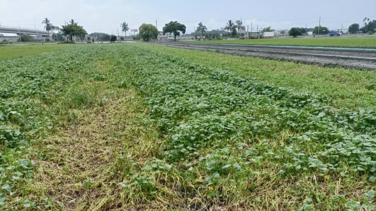 農作物全毀!颱風凱米農損逾24億 「這縣市」破6億元最慘重
