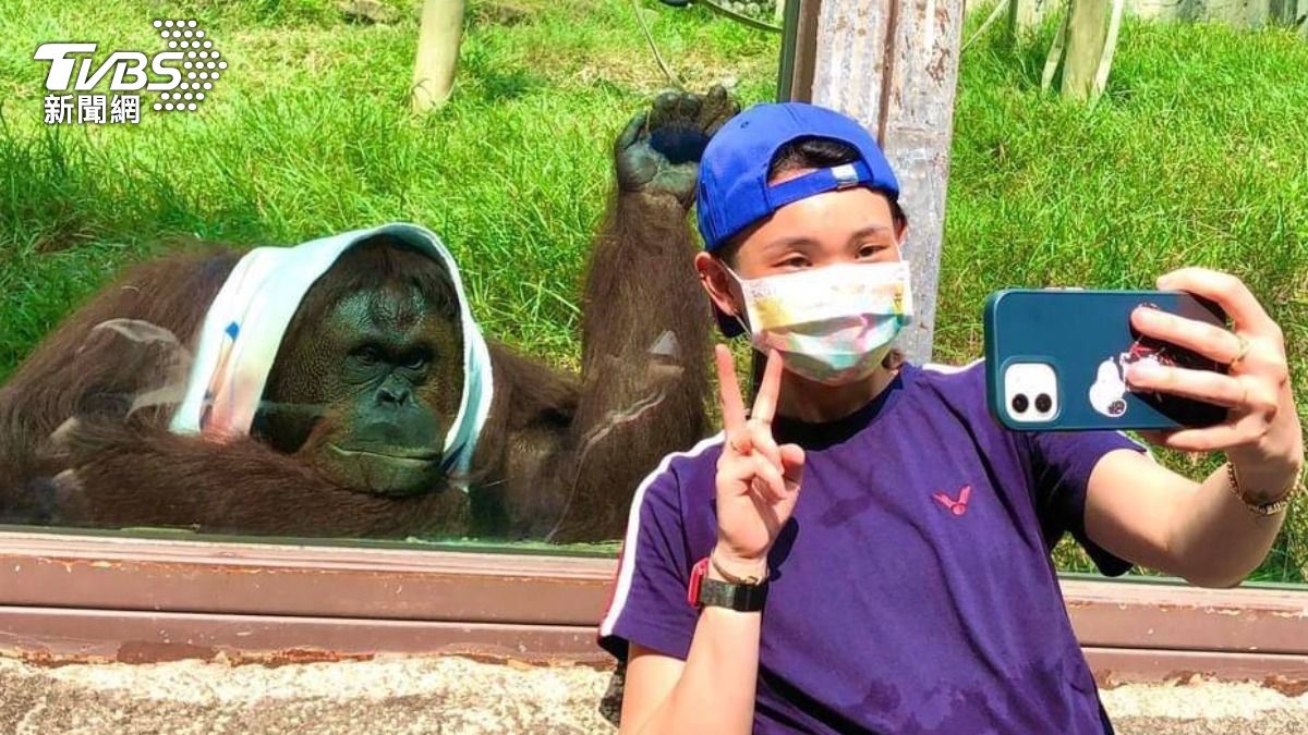 小戴也被圈粉!紅毛猩猩「咪咪」離世 壽山動物園痛別老朋友