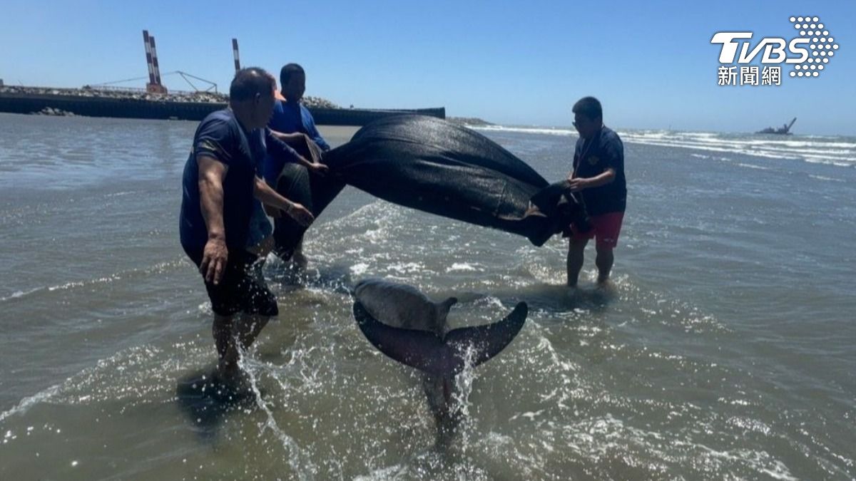 心疼!1大1小「鯨豚」擱淺通霄海水浴場 海巡人員灌水保濕