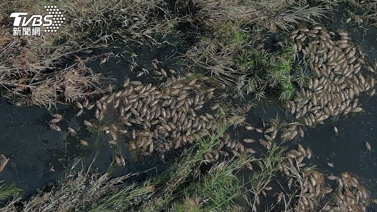 密集恐懼慎入!台中大里溪大量死魚翻白肚 高溫曝曬臭翻