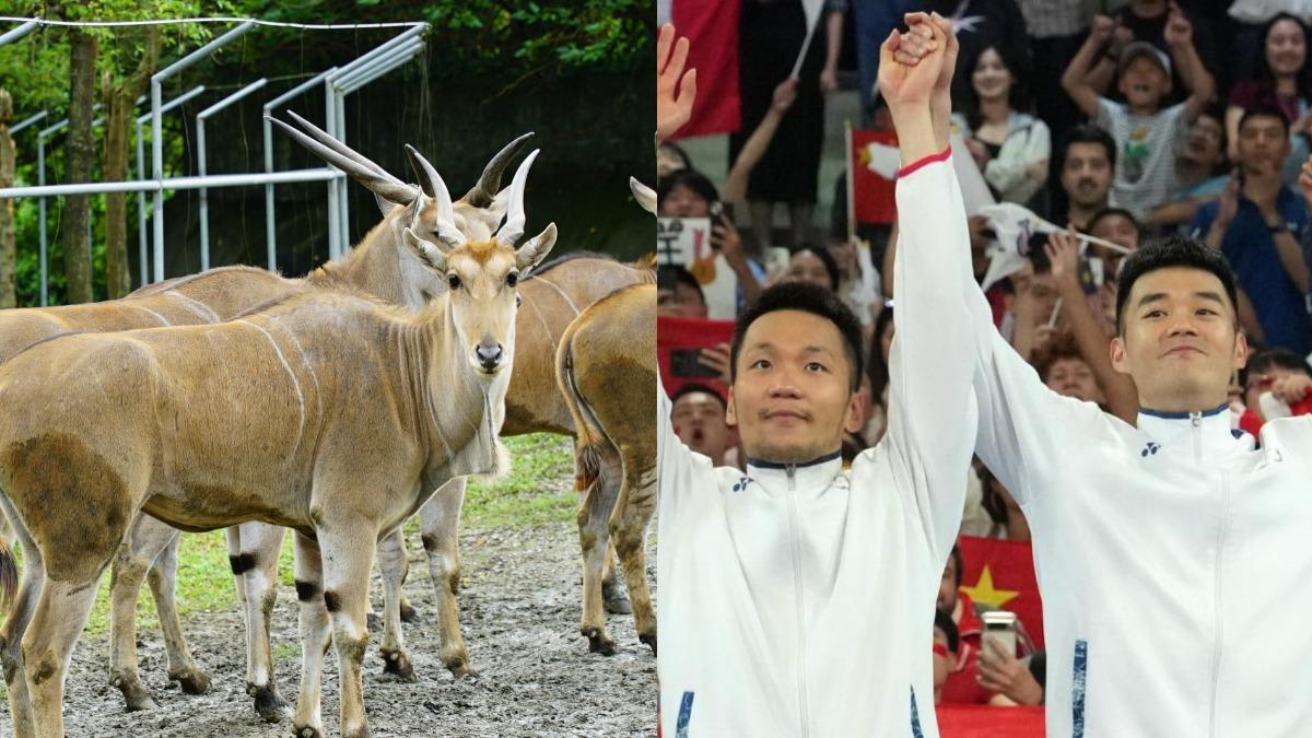 期待麟洋來看「羚羊」!木柵動物幫加菜 5百人入場歡慶