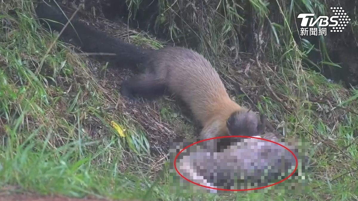 山羌迅速叼食內臟。(圖/民眾何昌穎提供)