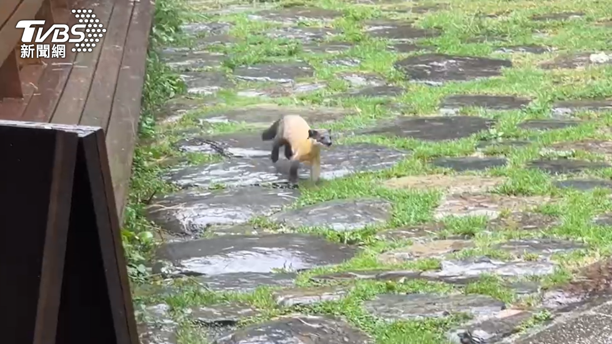 黃喉貂出現在塔塔加園區。(圖/民眾何昌穎提供)