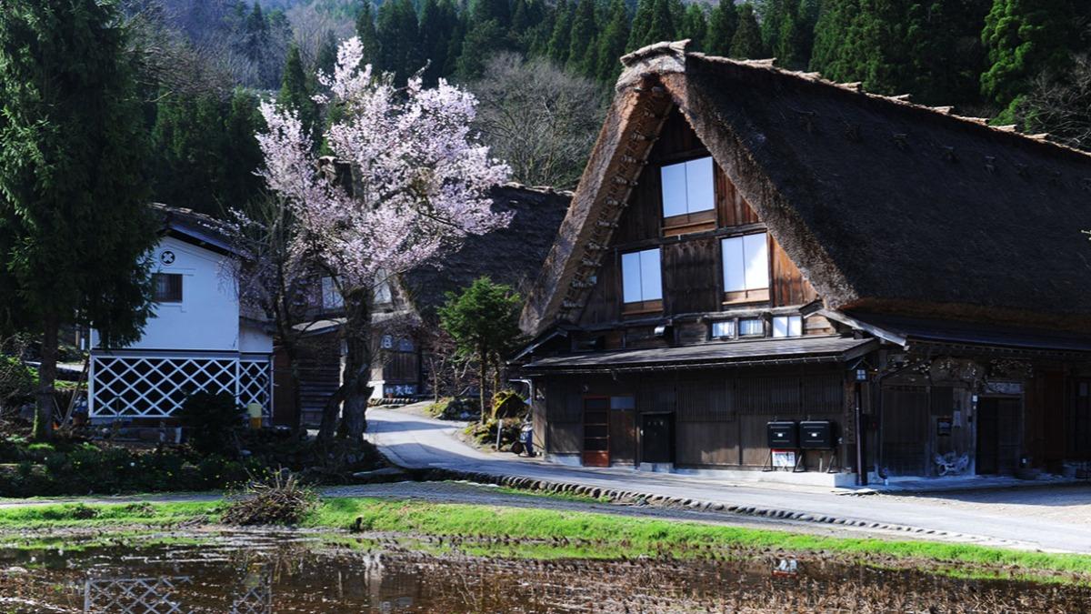 擁有日本鄉村原始生態風貌的白川鄉合掌村。(圖/翻攝自 白川鄉觀光協會)