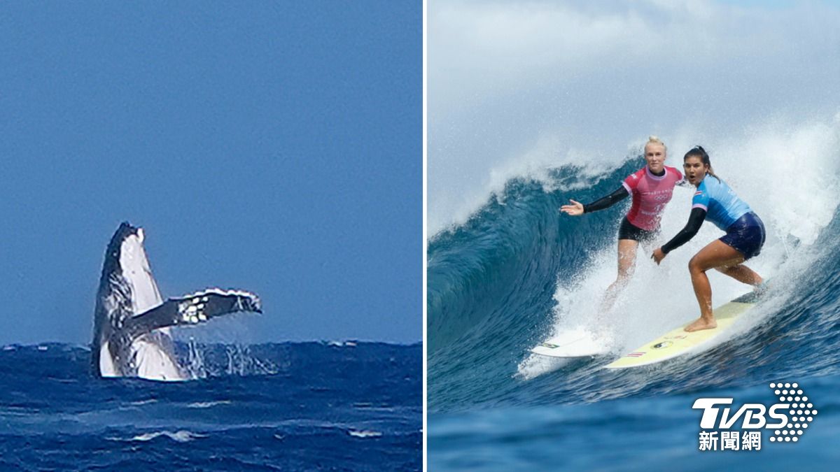 巴黎奧運/女子衝浪現「鯨喜」!鯨魚躍出海面與選手共舞