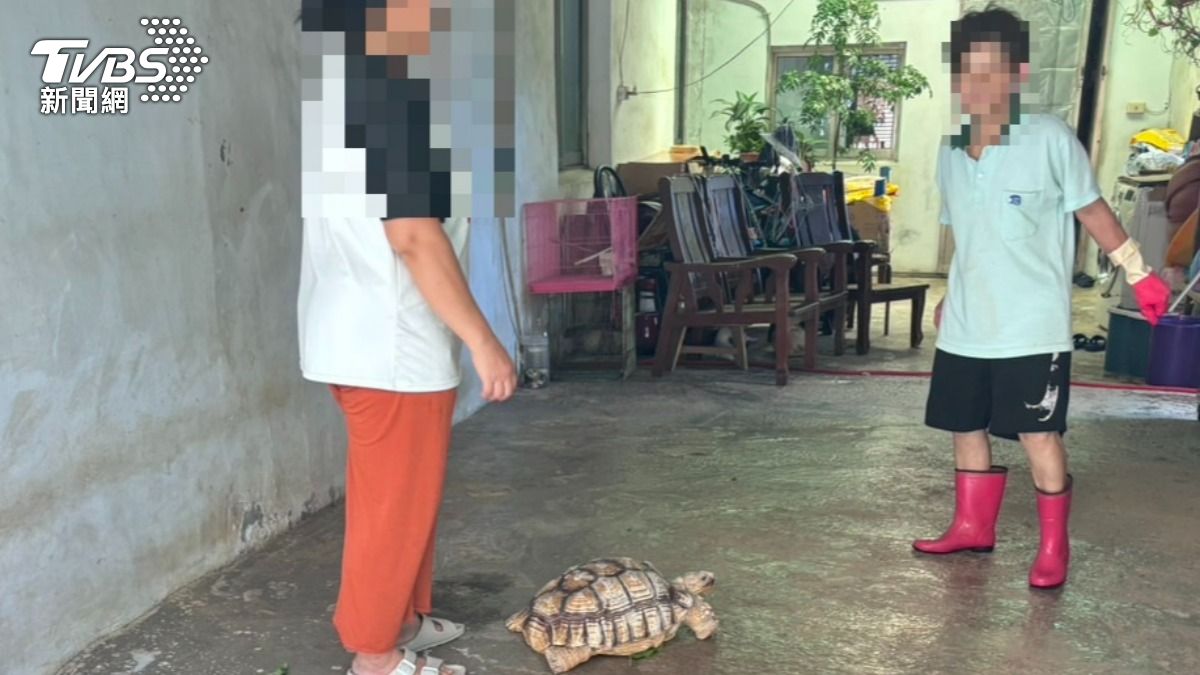 鬼月敲門聲頻傳看嘸人 竟是「阿嬤養的」象龜離家撞門
