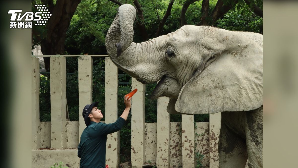 另類父親節!壽山動物園15名超級奶爸亮相 保育員日常曝光