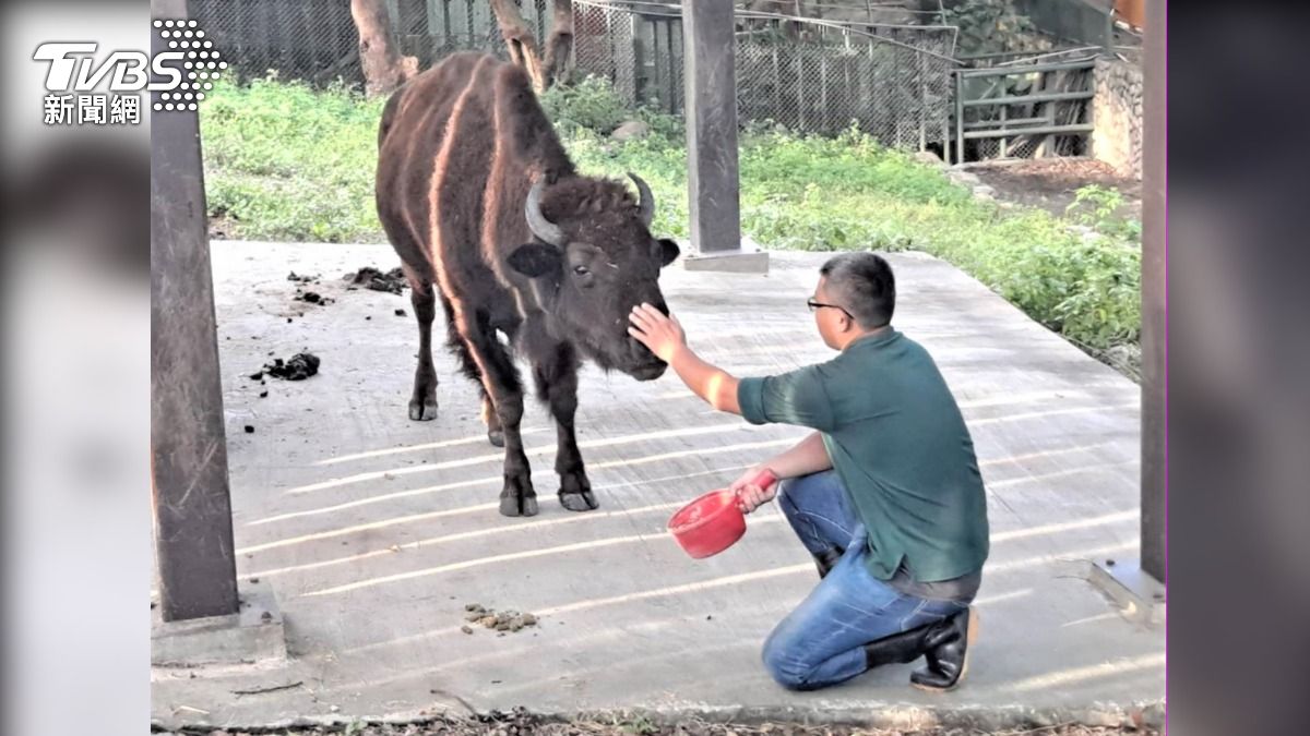 保育員以食物引誘美洲野牛靠近,做動物減敏親近的訓練。(圖/TVBS)