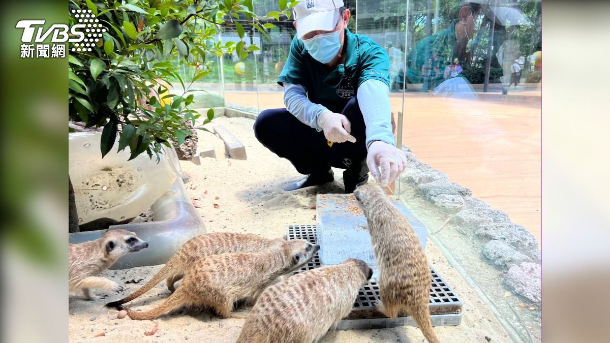保育員陳裕琪將美味的麵包蟲放在冰塊上面,狐獴瘋狂搶食,模樣可愛。(圖/TVBS)