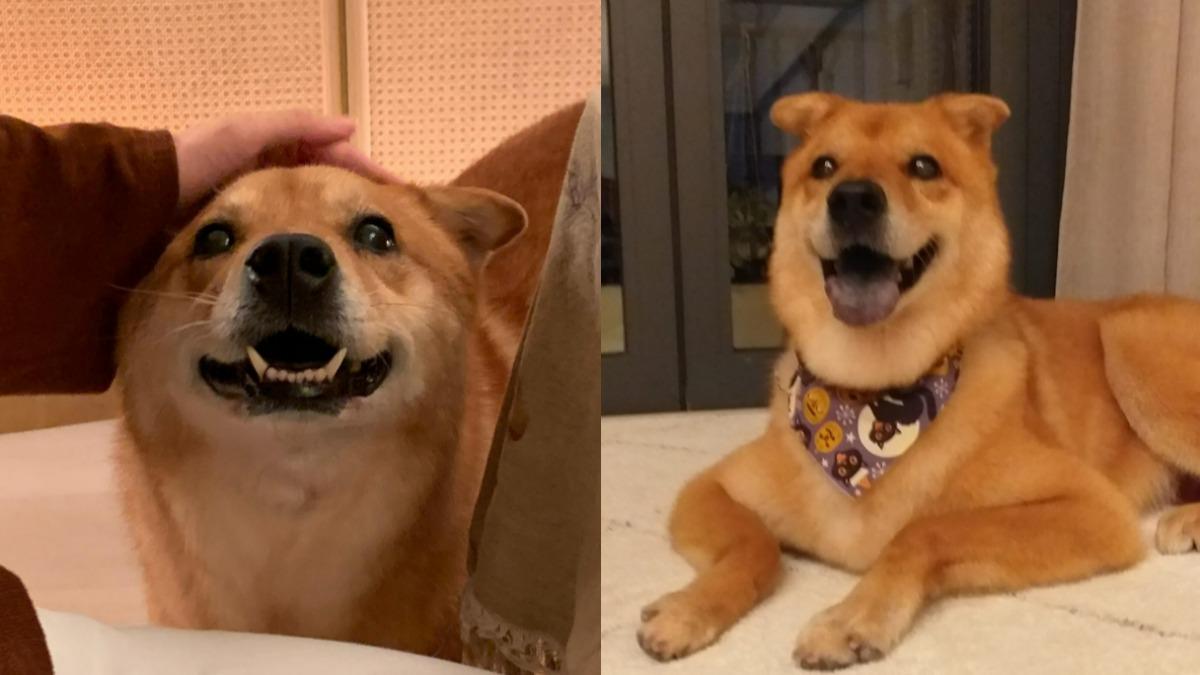 林憶蓮的14歲愛犬Dizzy昨離世。(圖/翻攝自林憶蓮臉書)