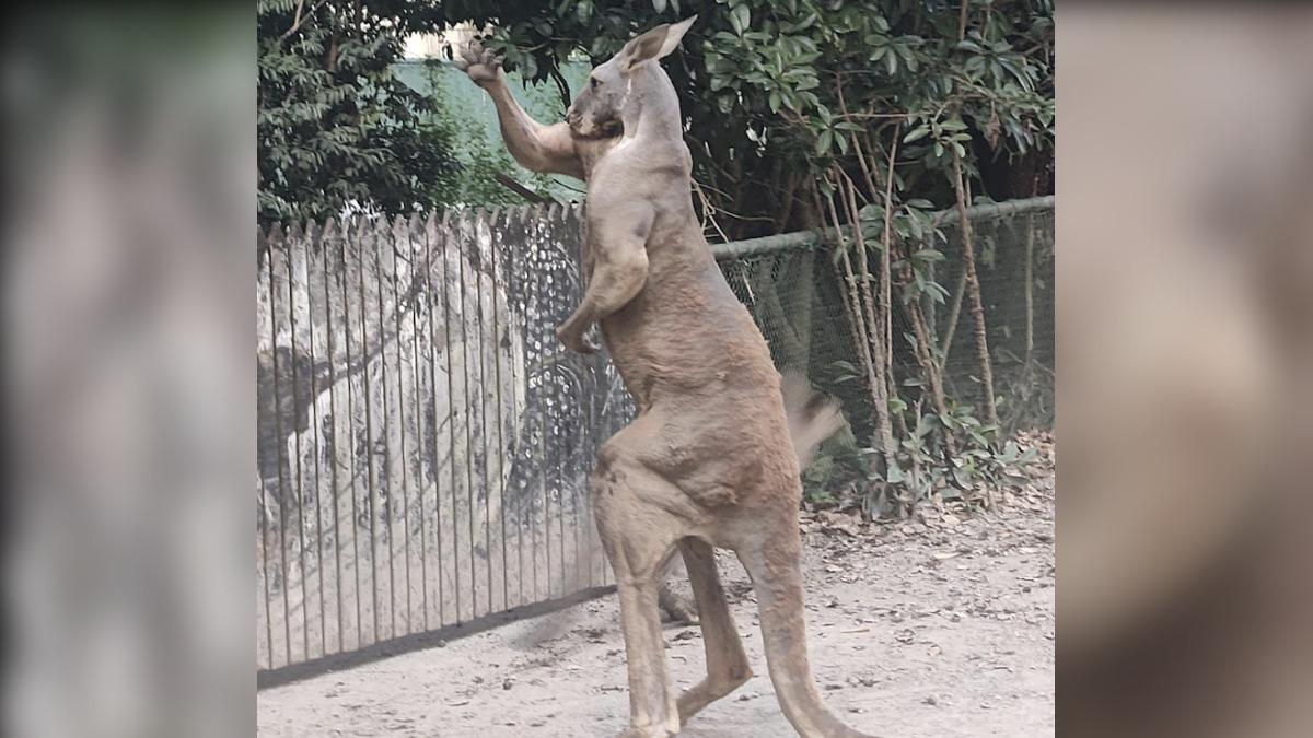 妹子遭袋鼠「拎起搧耳光」暴揍 上海動物園證實:將更新安全提示