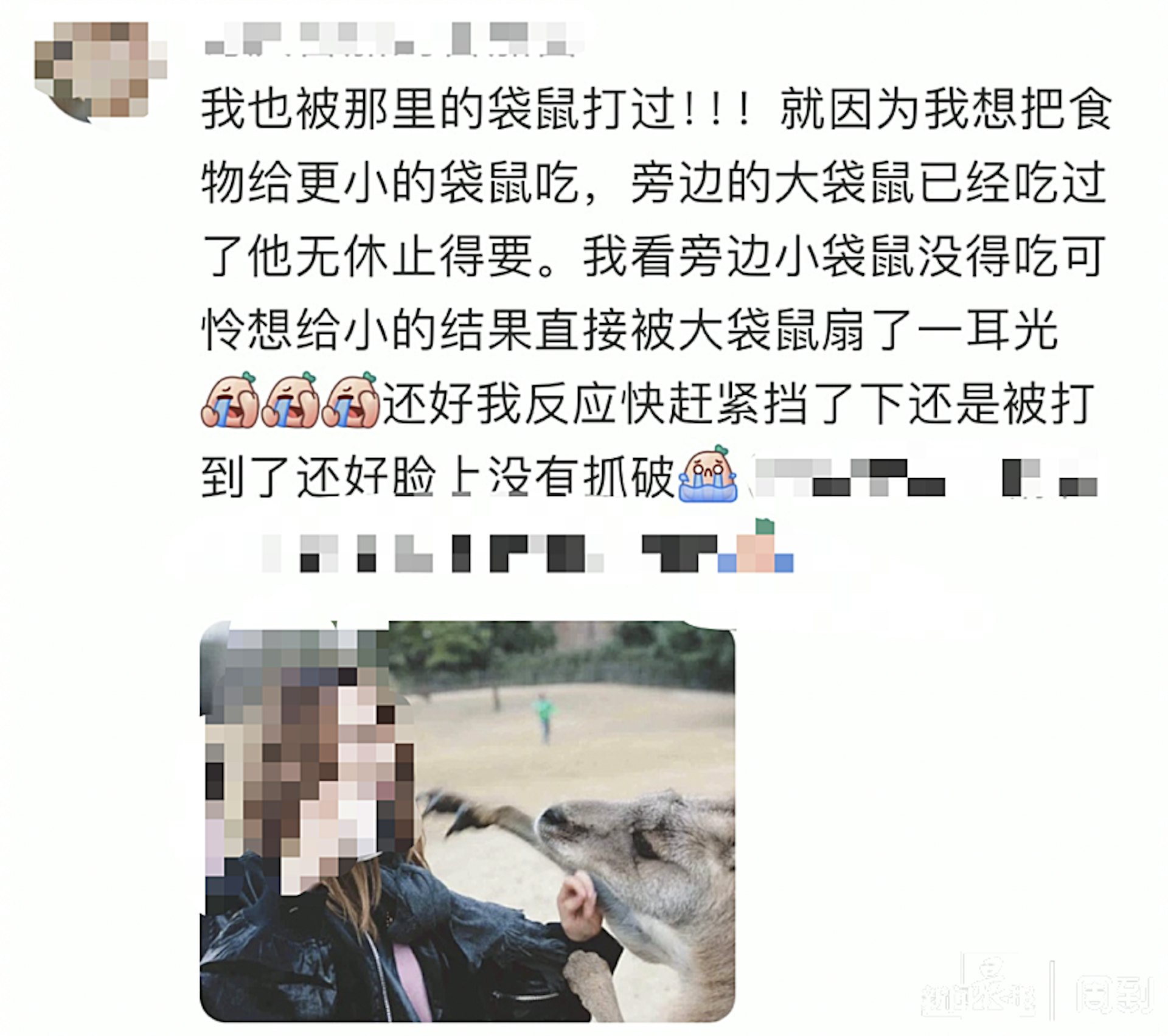 網友分享被袋鼠打的經歷。(圖/翻攝自新聞晨報)