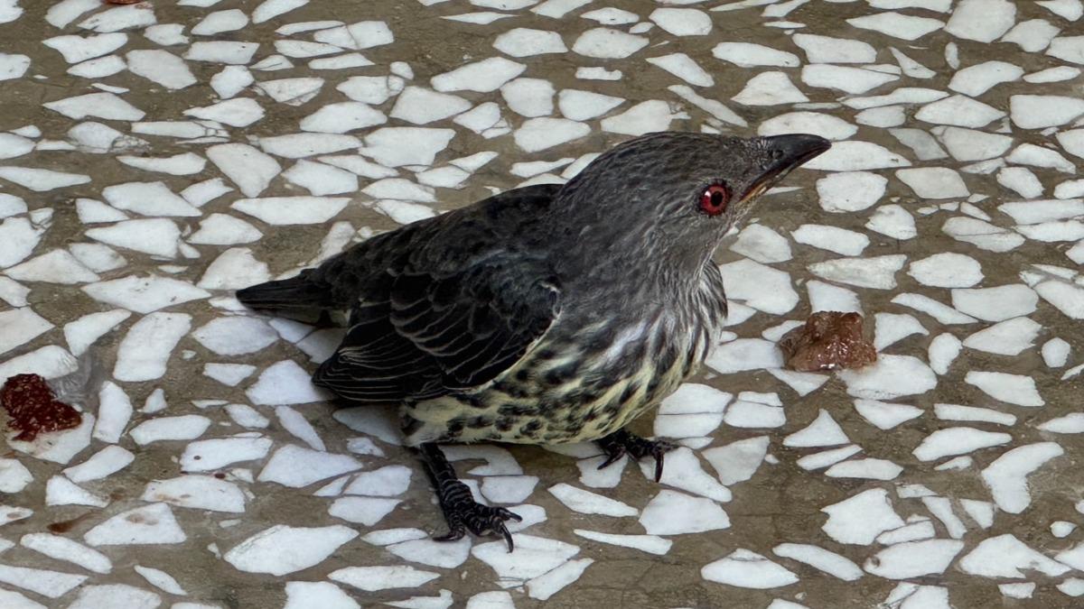 成大驚傳詭異撞窗聲!他探頭看「整排死鳥」嚇壞 專家:牠們醉了