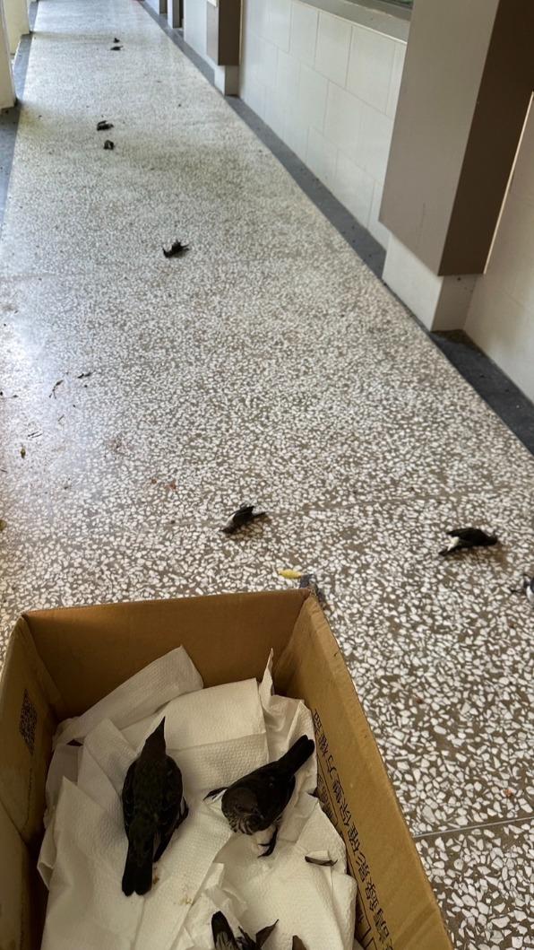 成大研究生探頭一看，走廊上有十餘隻鳥。（圖／台南社大研究員林政翰 提供）