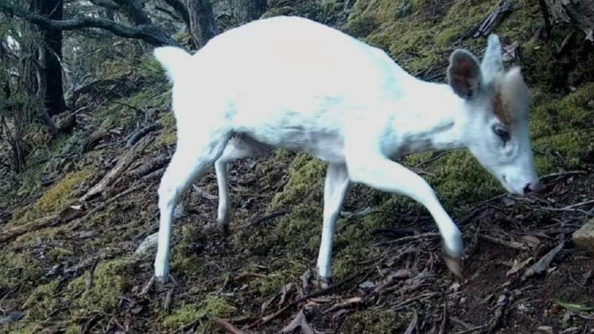 四川高山「雪白瑞獸」現蹤!東張西望全被拍 20秒珍貴片曝光