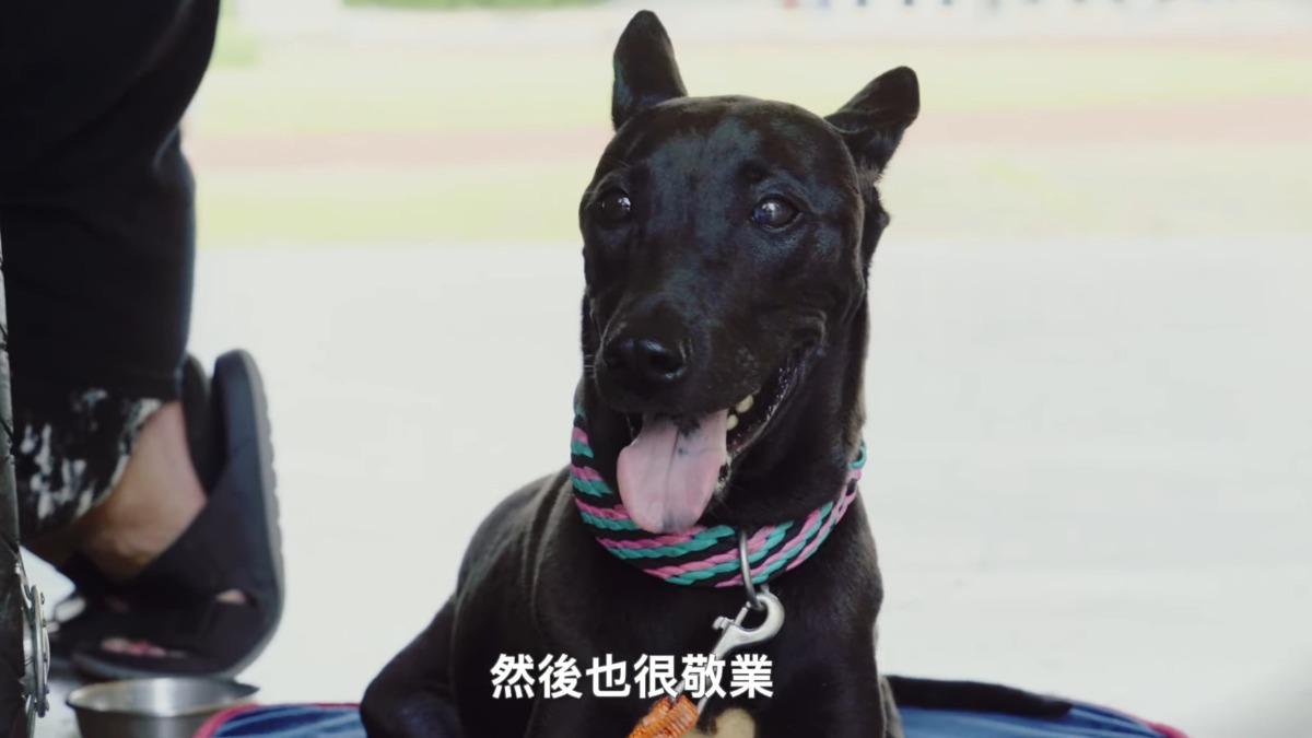 《夏日的檸檬草》片中的可愛的黑狗「小白」。(圖/百薇國際娛樂提供)