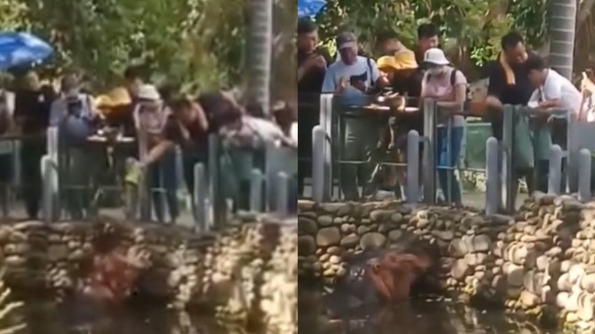 遊客亂餵洋芋片!民眾熱心投訴動物園 換1句「已罵過河馬別亂吃」