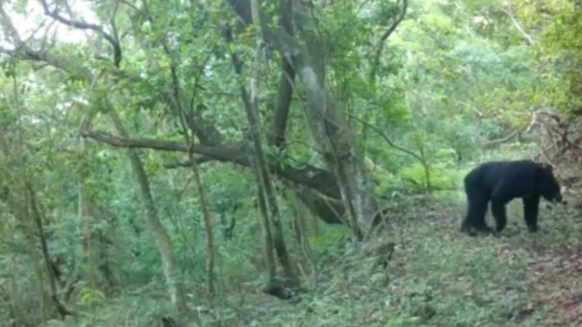 捕捉熊影有賞！台灣黑熊現蹤高雄　林保署祭福利：一年可領15萬元