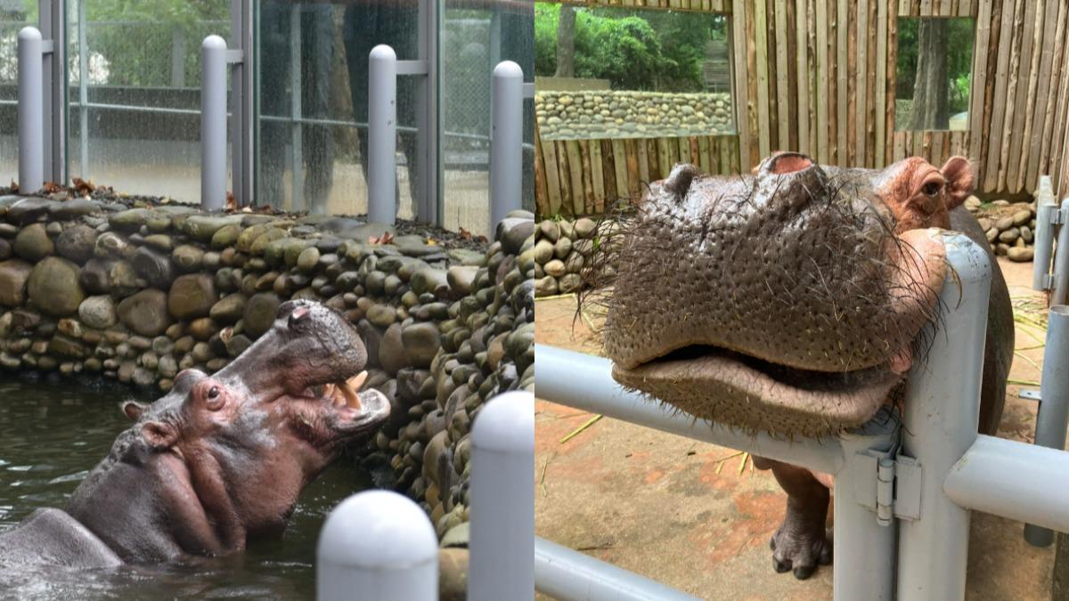遊客亂餵洋芋片！員工稱：罵過河馬了　動物園「直接報警」這樣說