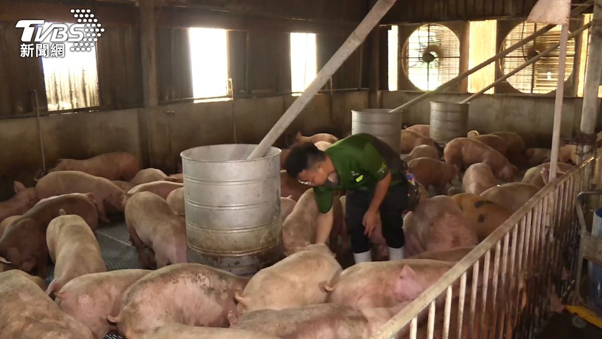 毛豬價破百創新高!中元普渡肉價恐再飆 農業部急調度穩市場