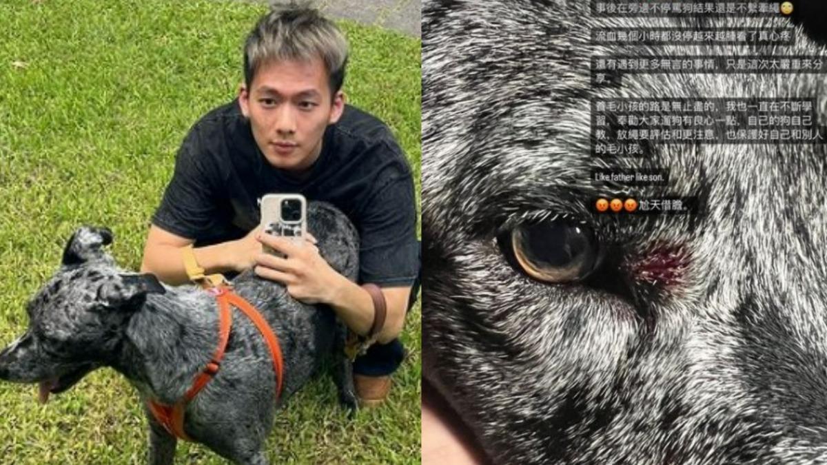 男星愛犬被咬傷險失明!怒轟飼主「不繫牽繩」:遛狗有良心一點