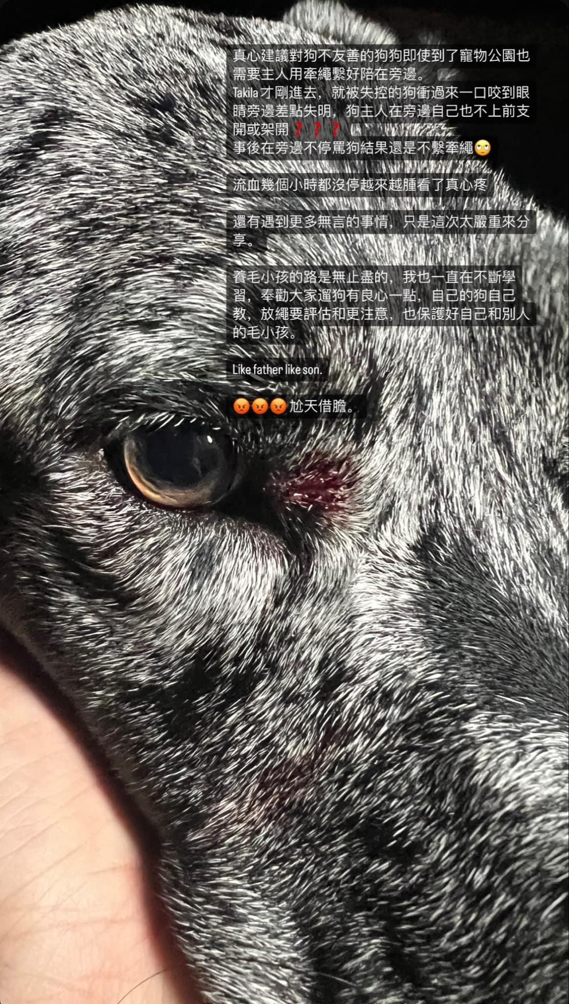 吳念軒愛犬被咬傷,憤怒曝原委。(圖/翻攝自吳念軒IG)